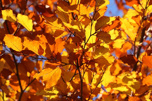 podzim na stromě
